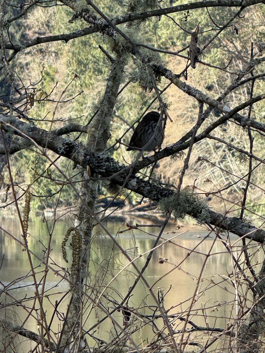 Song Sparrow - ML652935099