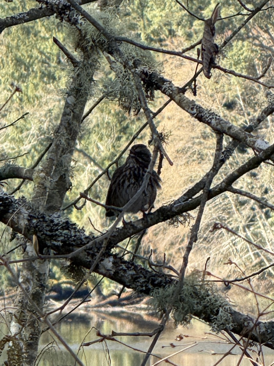 Song Sparrow - ML652935100