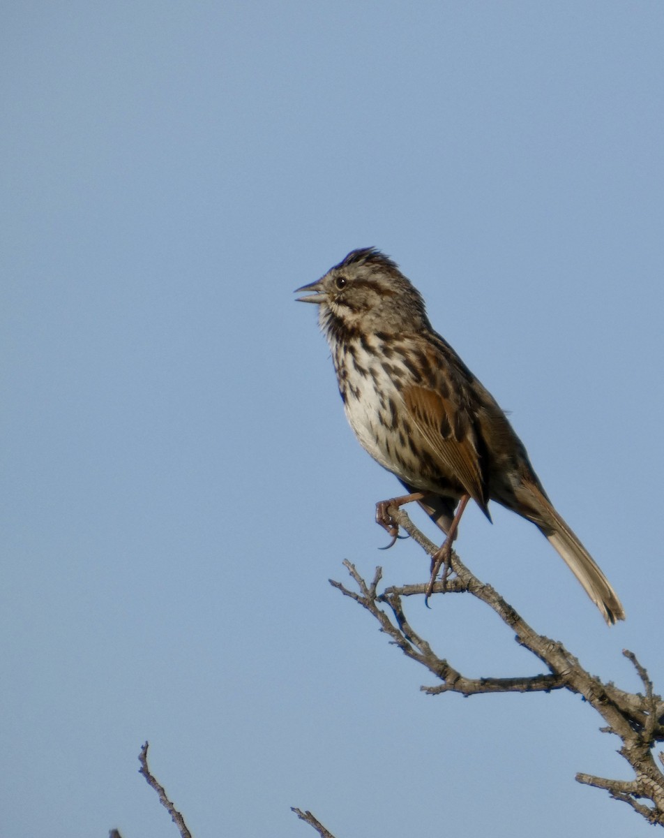 Song Sparrow - ML652935301