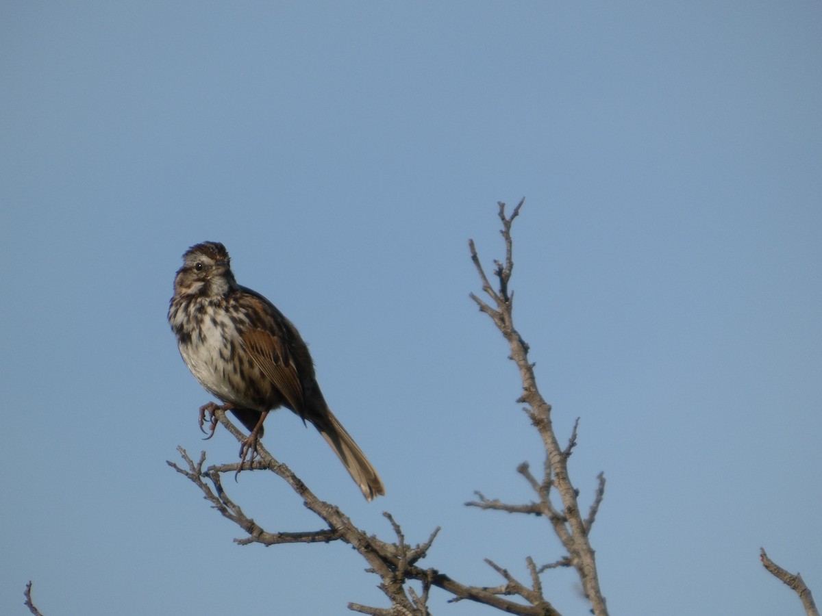 Song Sparrow - ML652935303