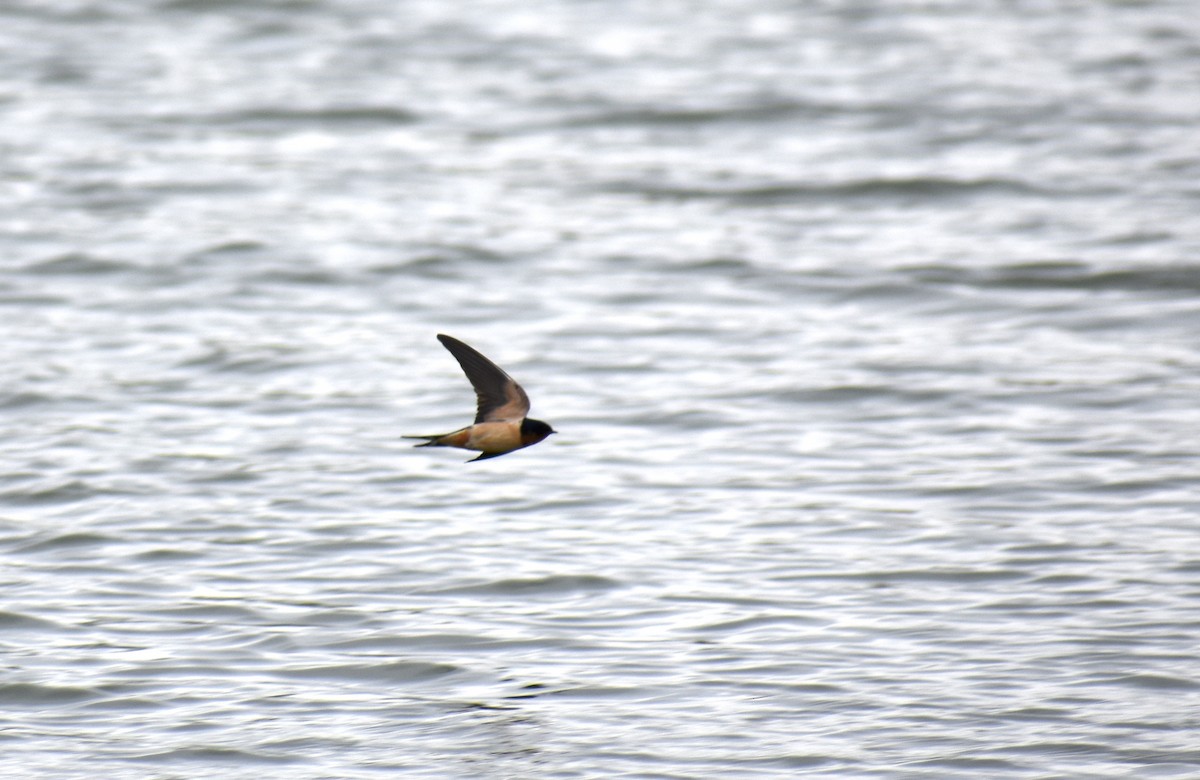 家燕 - ML652935325