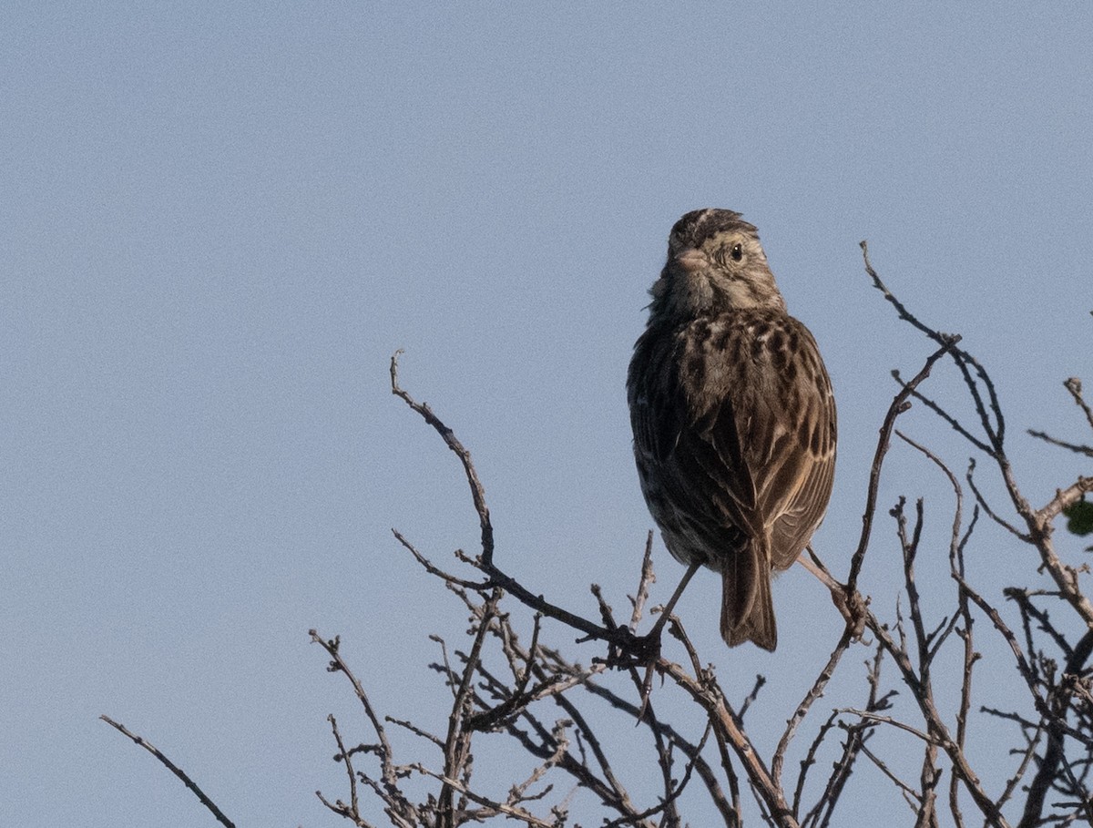 Song Sparrow - ML652935421