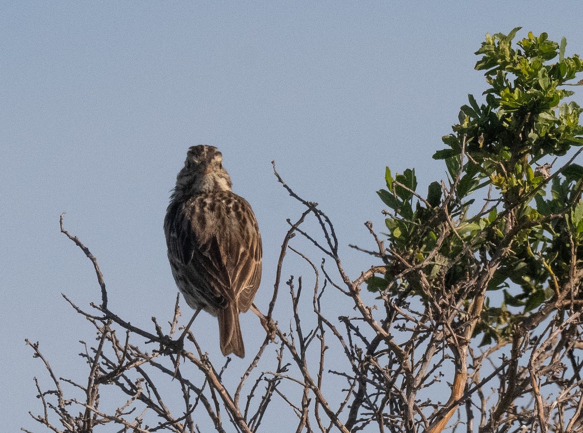 Song Sparrow - ML652935422
