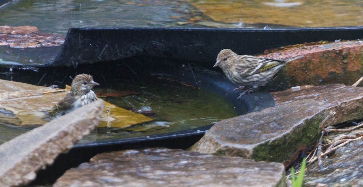 Pine Siskin - ML652935504