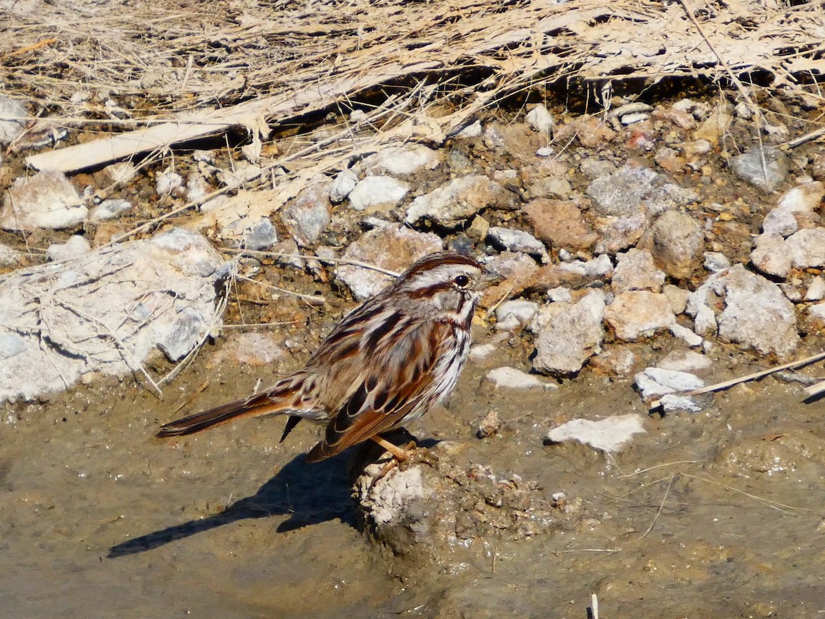 Song Sparrow - ML652935521