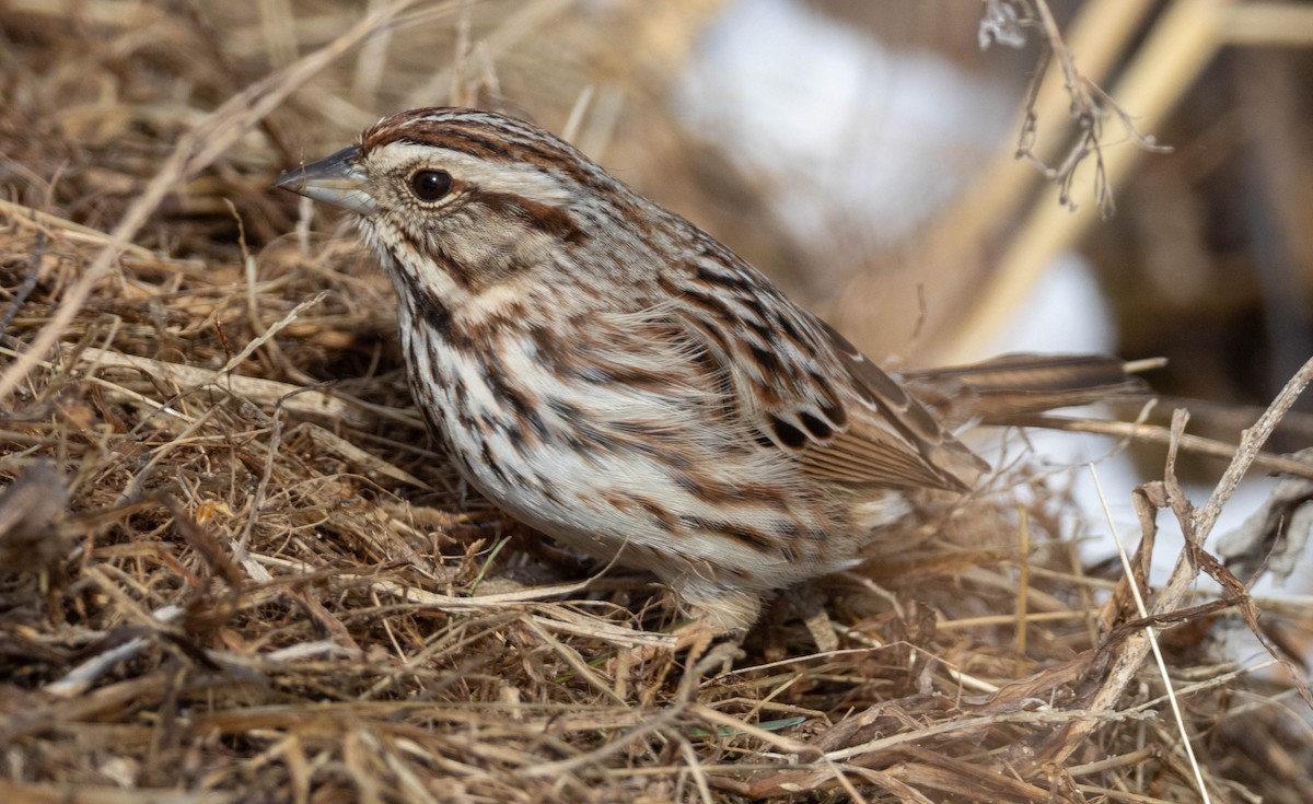 Song Sparrow - ML652935834