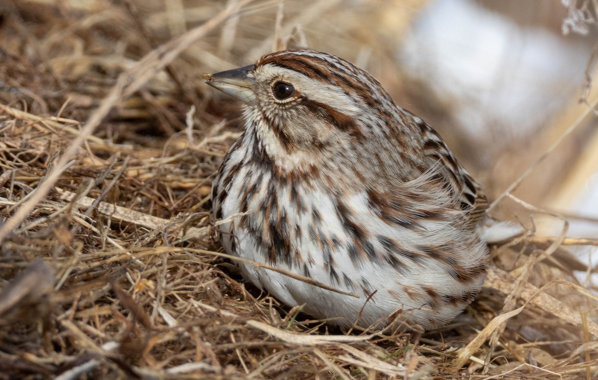 Song Sparrow - ML652935848