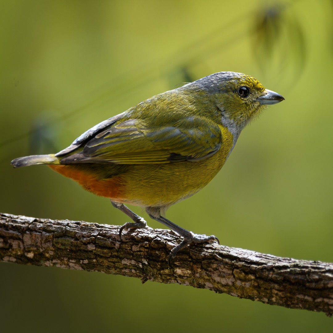 クリハラスミレフウキンチョウ - ML652936140