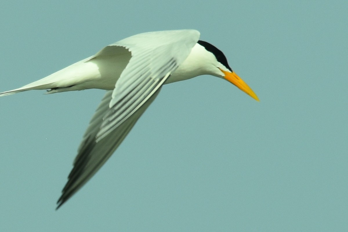 West African Crested Tern - ML652936220