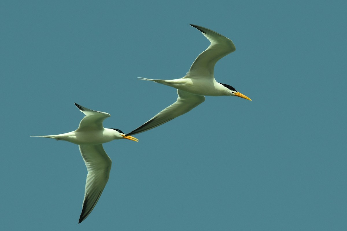 West African Crested Tern - ML652936232