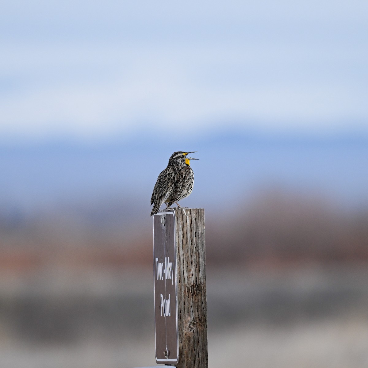 Western Meadowlark - ML652936769