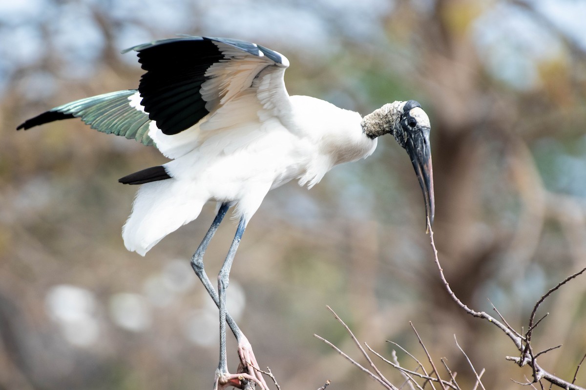 Wood Stork - ML652936889