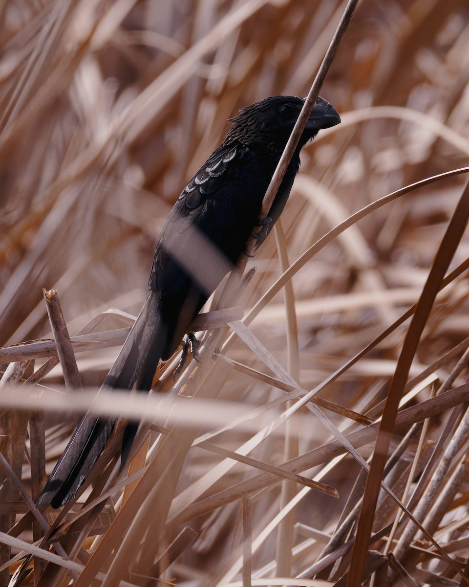 ani tlustozobá - ML652936901