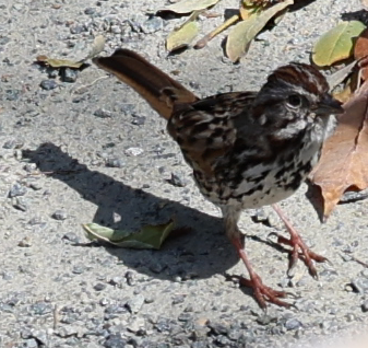 Song Sparrow - ML652936980