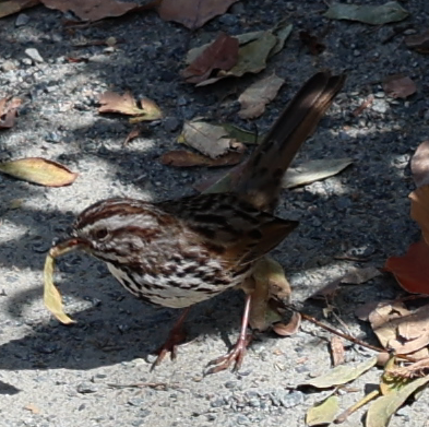 Song Sparrow - ML652936981