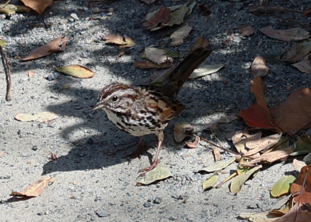 Song Sparrow - ML652936983