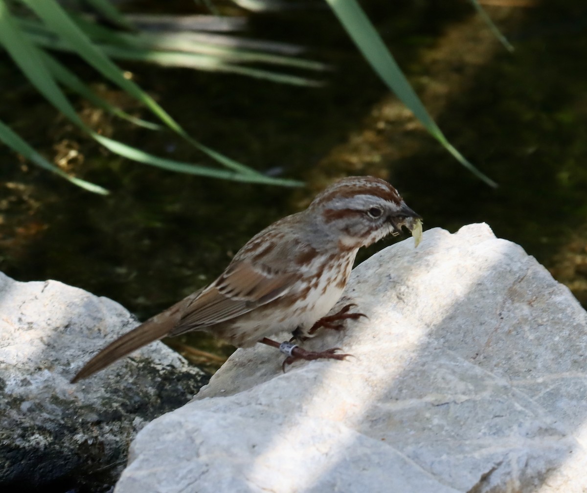Song Sparrow - ML652937129
