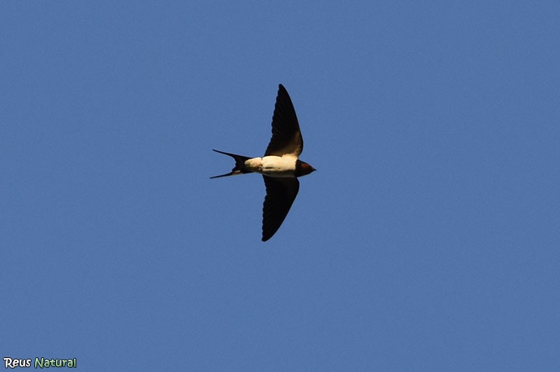 家燕 - ML652937155