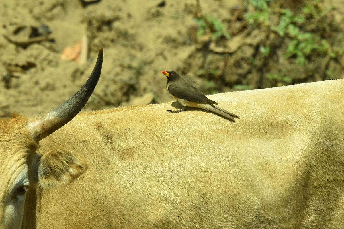 gulnebboksehakker - ML652937271