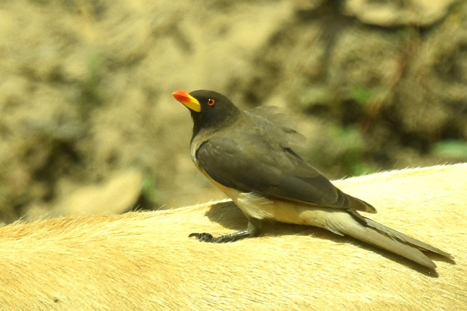 gulnebboksehakker - ML652937282