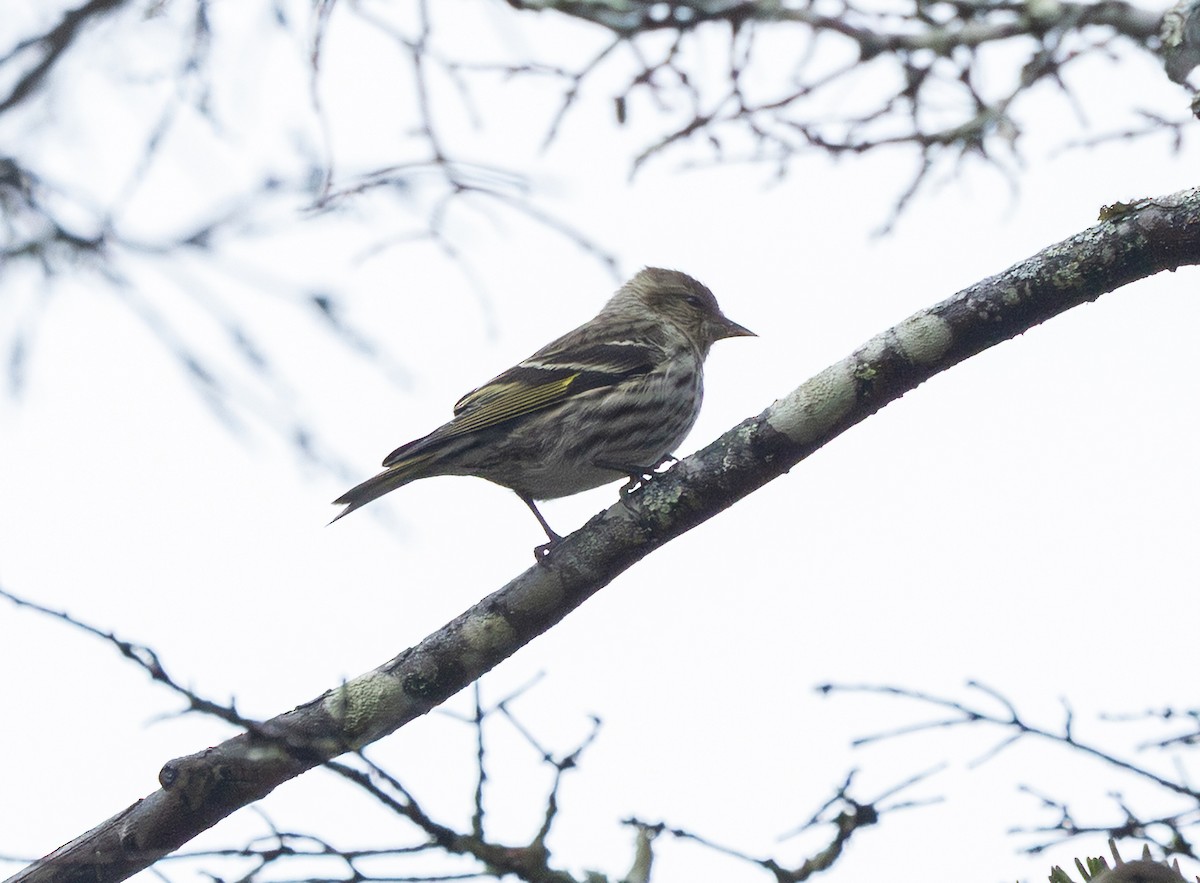 Pine Siskin - ML652937307