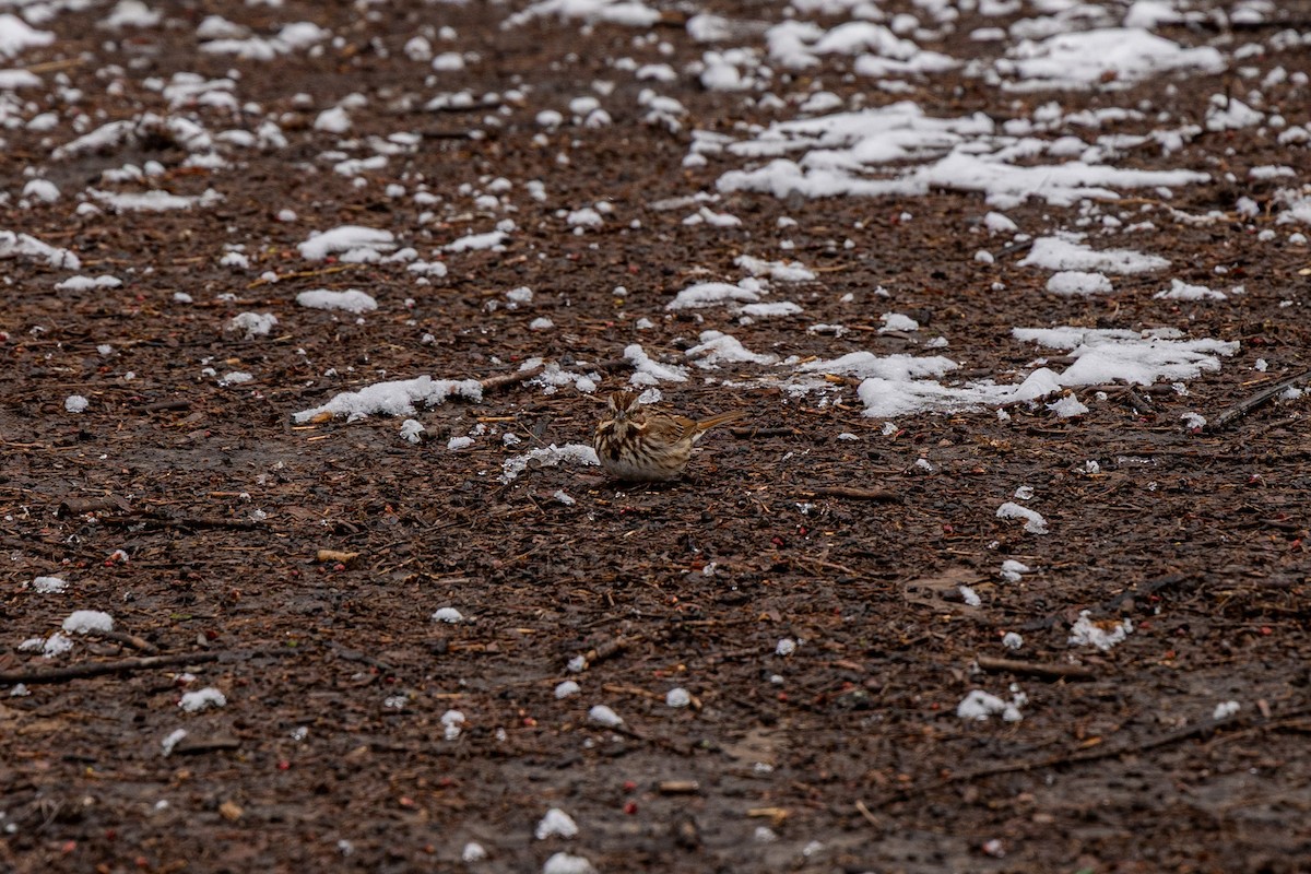 Song Sparrow - ML652937327