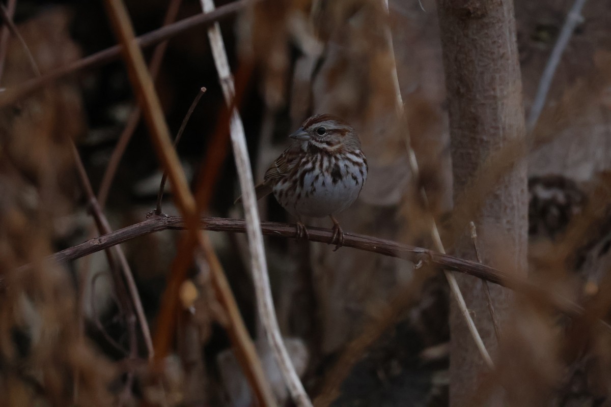 Song Sparrow - ML652937381