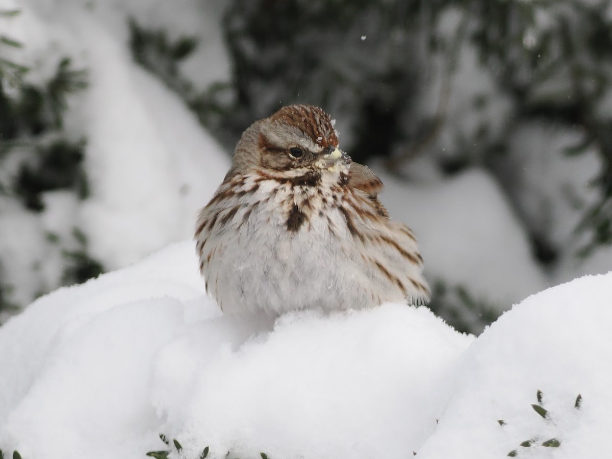Song Sparrow (melodia/atlantica) - ML652937382