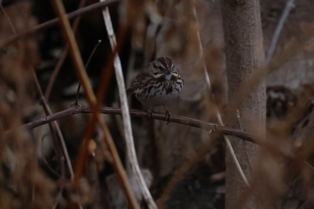 Song Sparrow - ML652937399