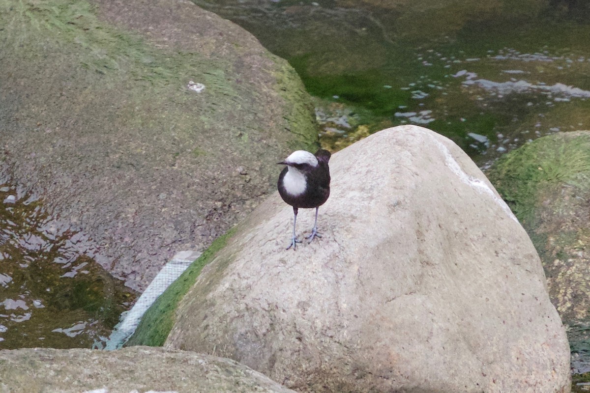 White-capped Dipper - ML65293741