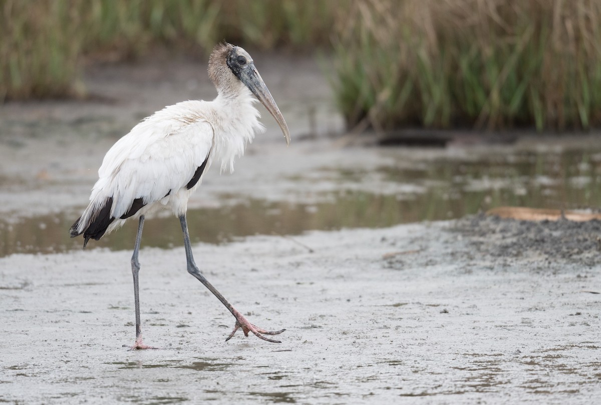 Wood Stork - ML652937475