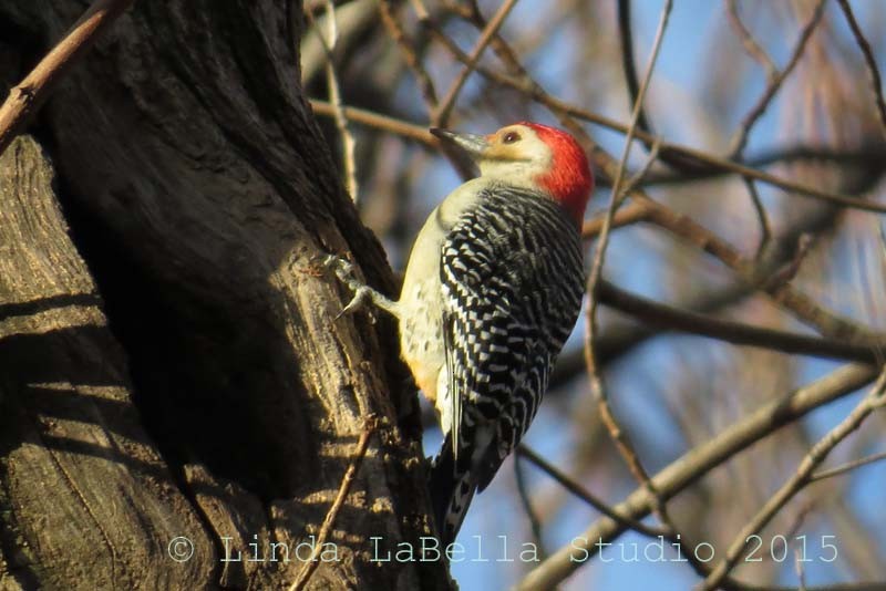 Red-bellied Woodpecker - ML652937544