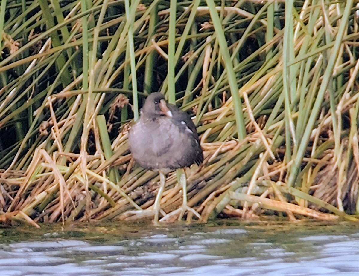 Gallinule d'Amérique - ML652937545