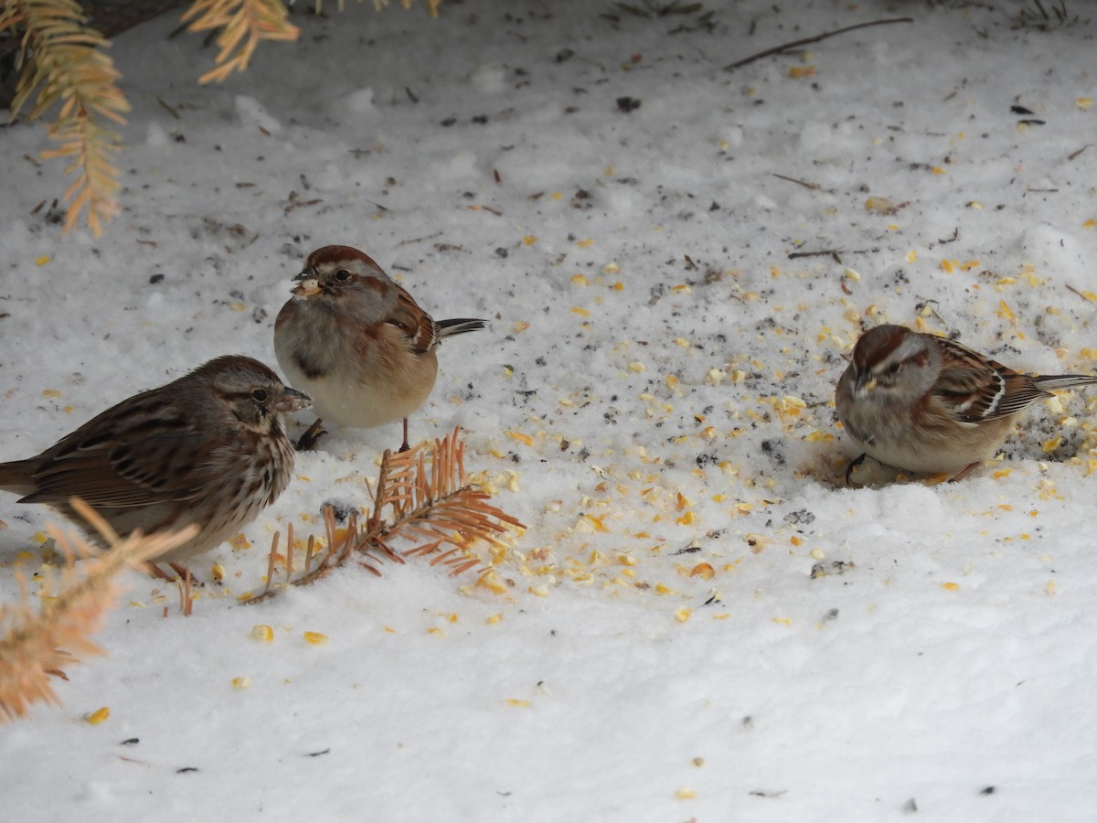 Song Sparrow - ML652937554