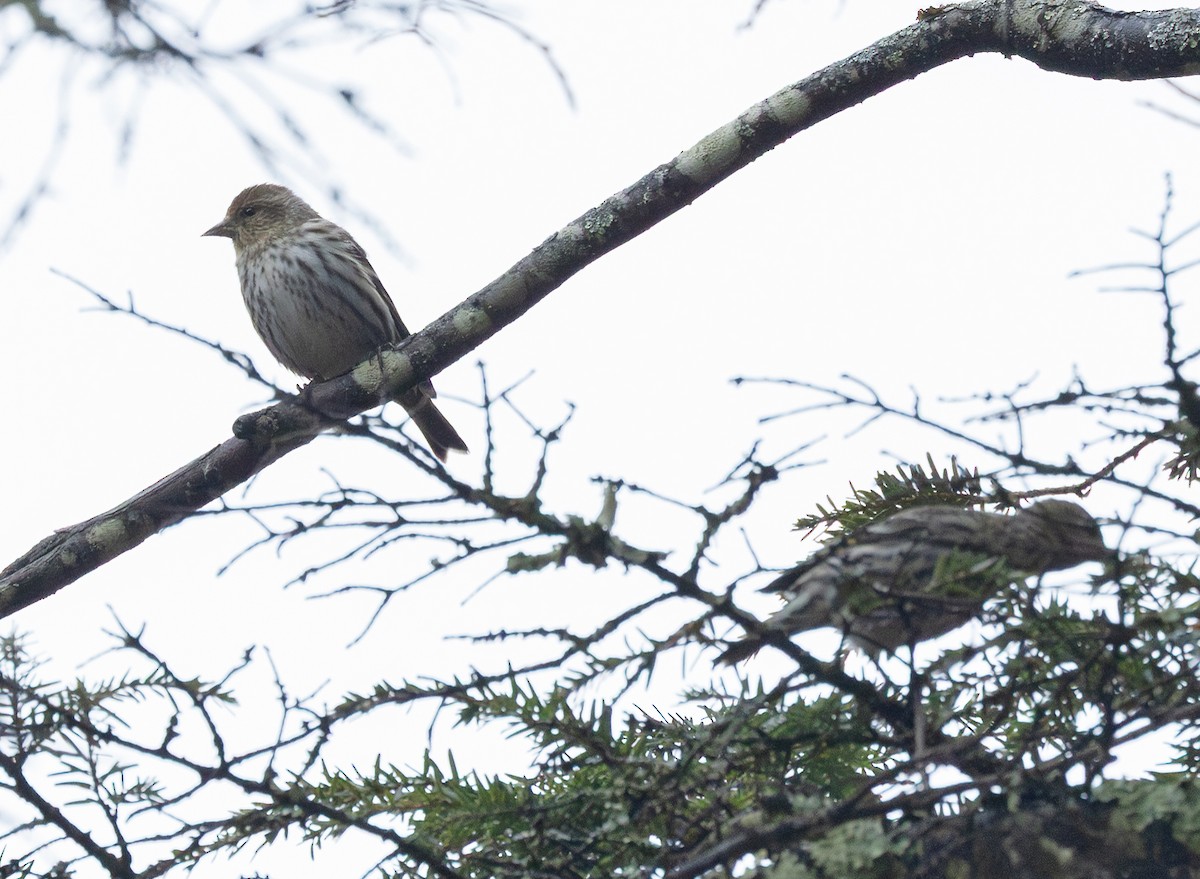 Pine Siskin - ML652937688