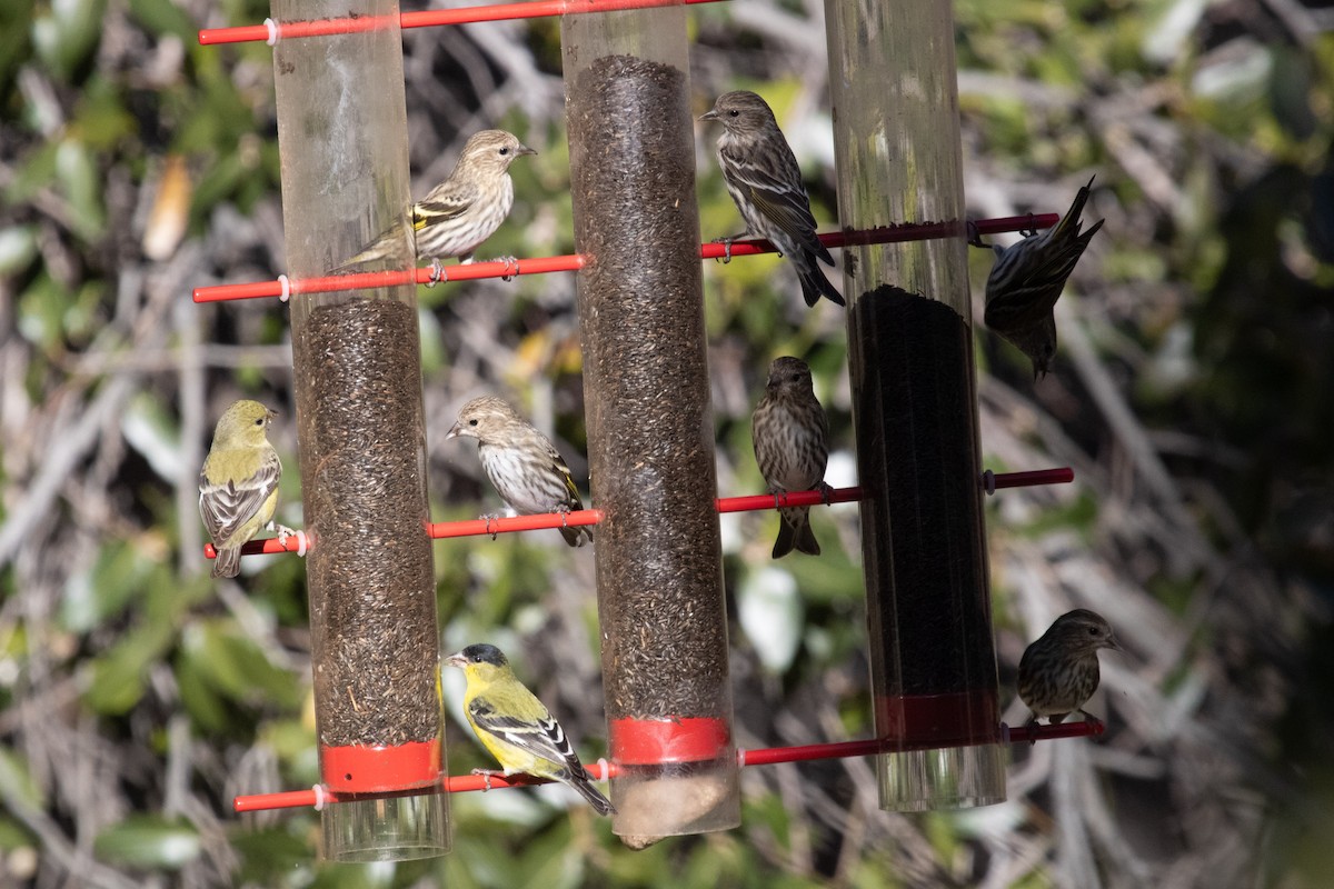 Pine Siskin - ML652937757