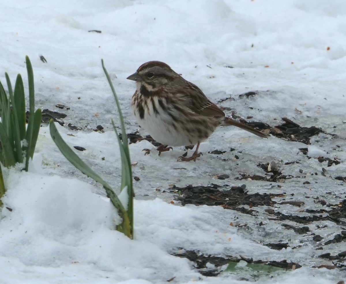 Song Sparrow - ML652937903