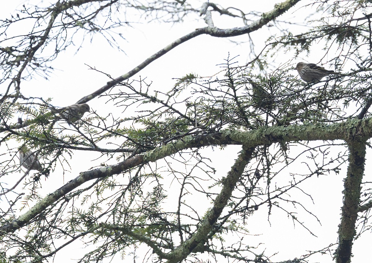 Pine Siskin - ML652938091
