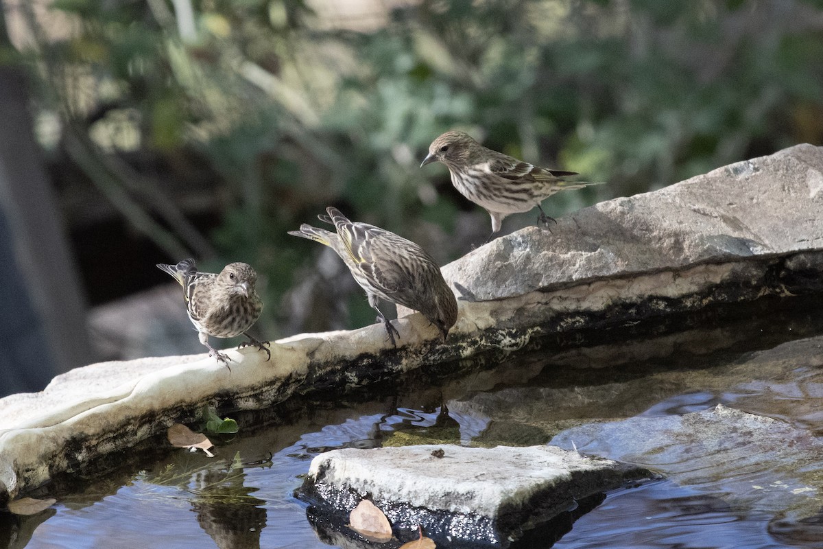 Pine Siskin - ML652938093