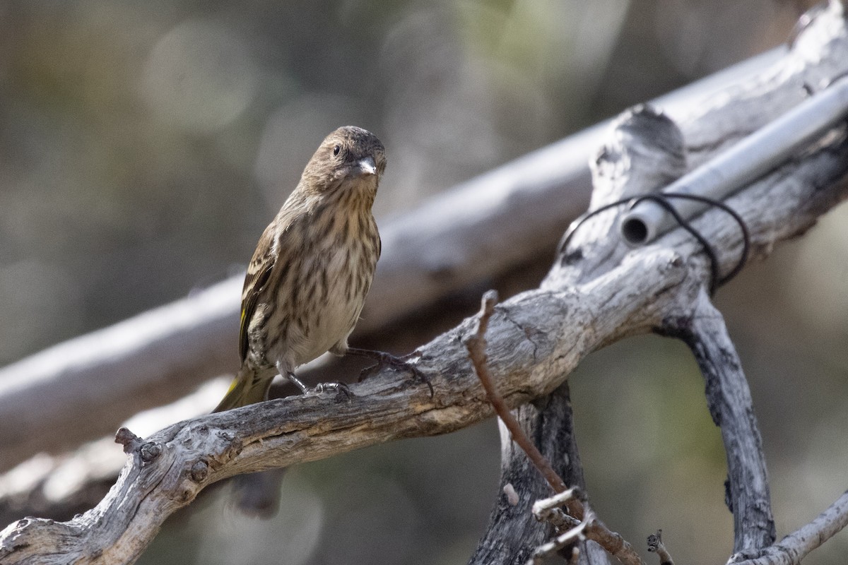 Pine Siskin - ML652938094