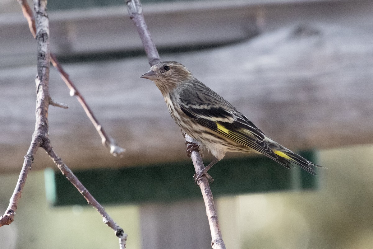 Pine Siskin - ML652938095