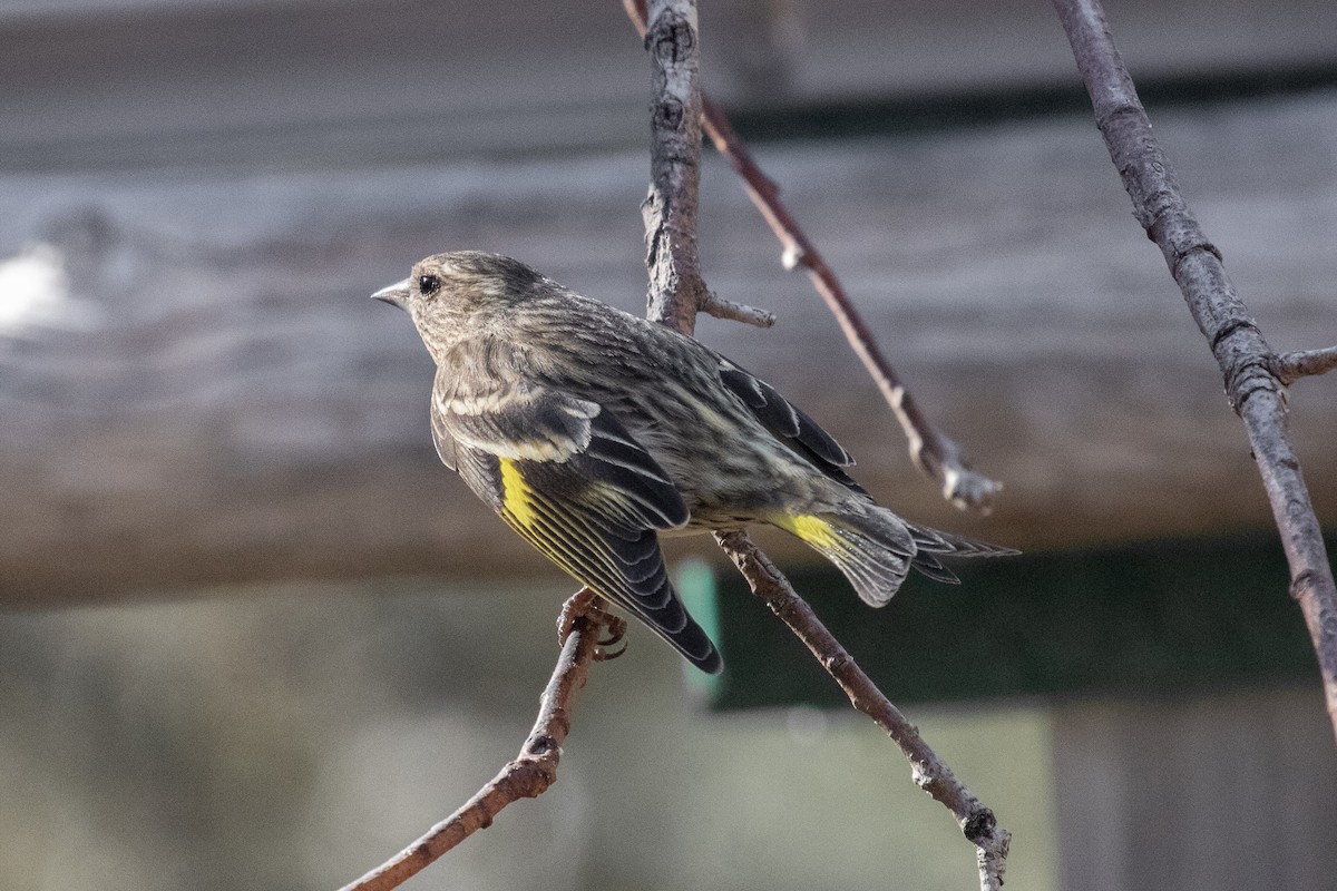 Pine Siskin - ML652938096