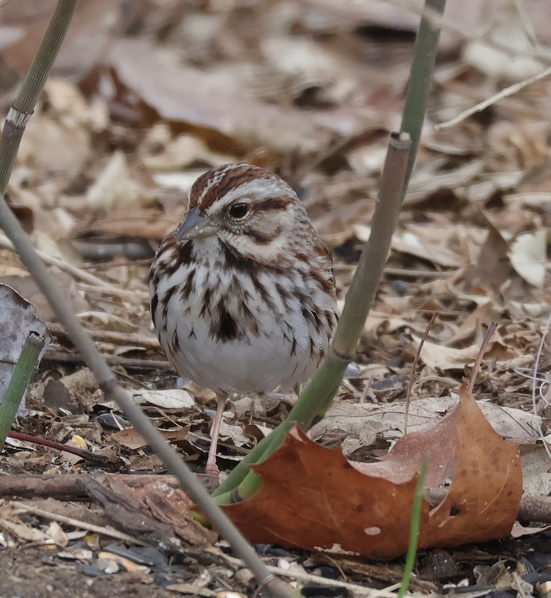 Song Sparrow - ML652938497