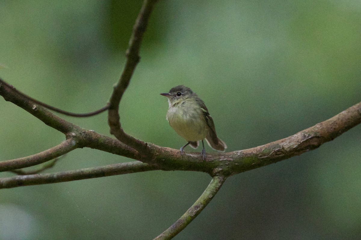 Mottle-cheeked Tyrannulet - ML65293861