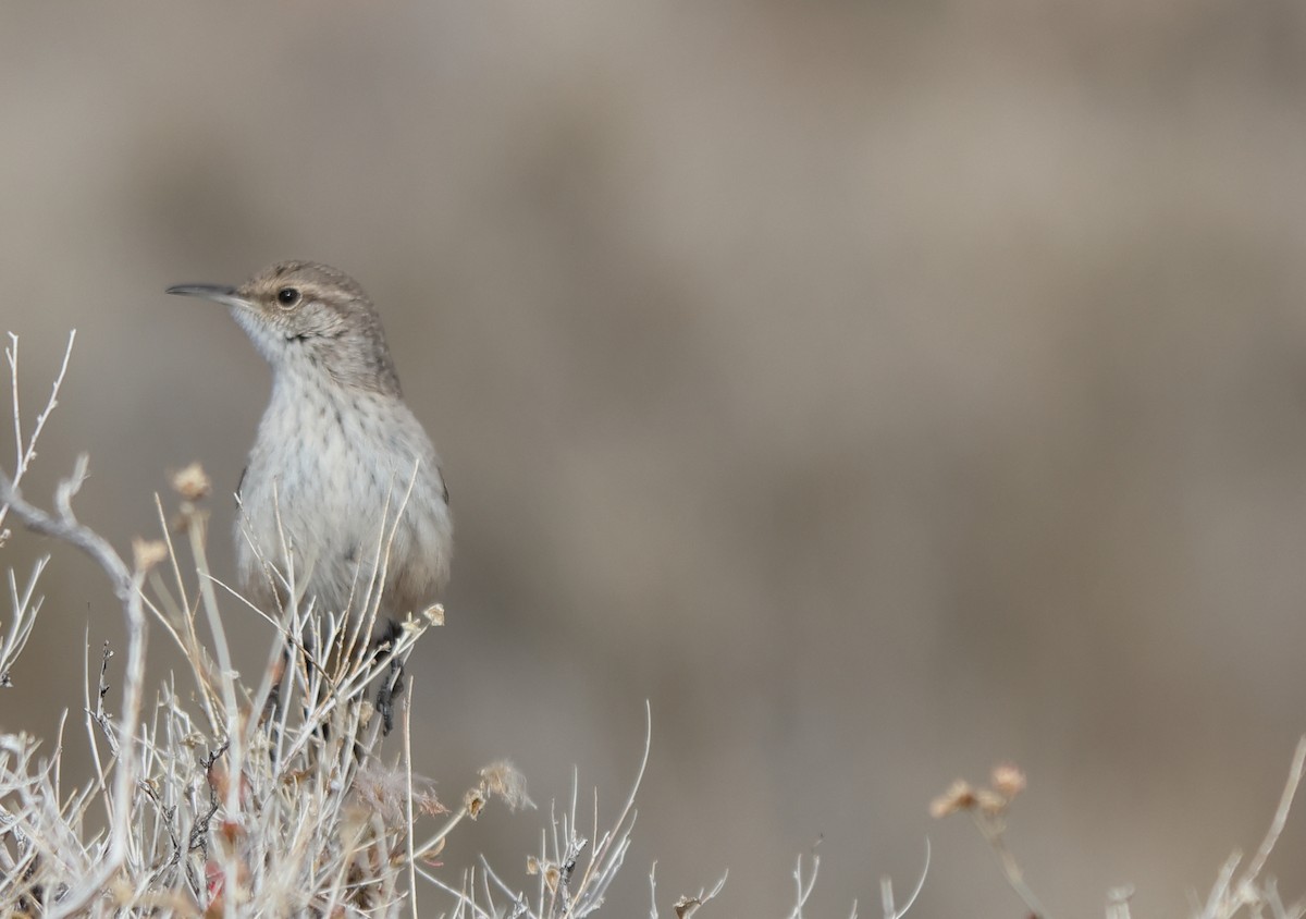 Rock Wren - ML652938645