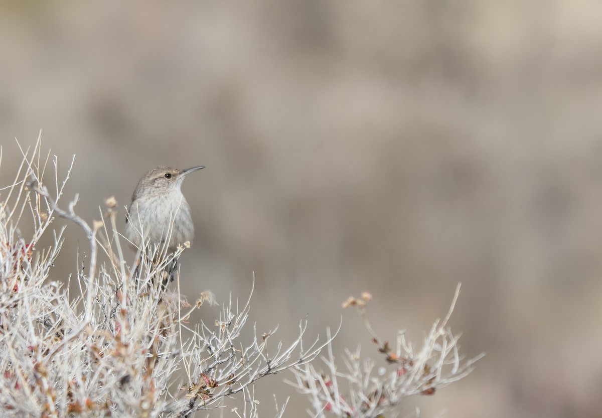Rock Wren - ML652938689