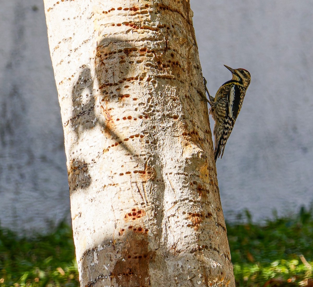 Yellow-bellied Sapsucker - ML652938700