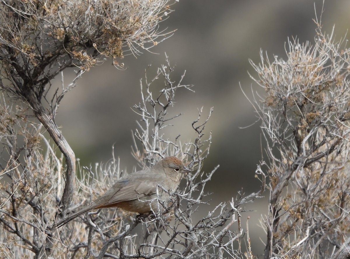 Canyon Towhee - ML652938712