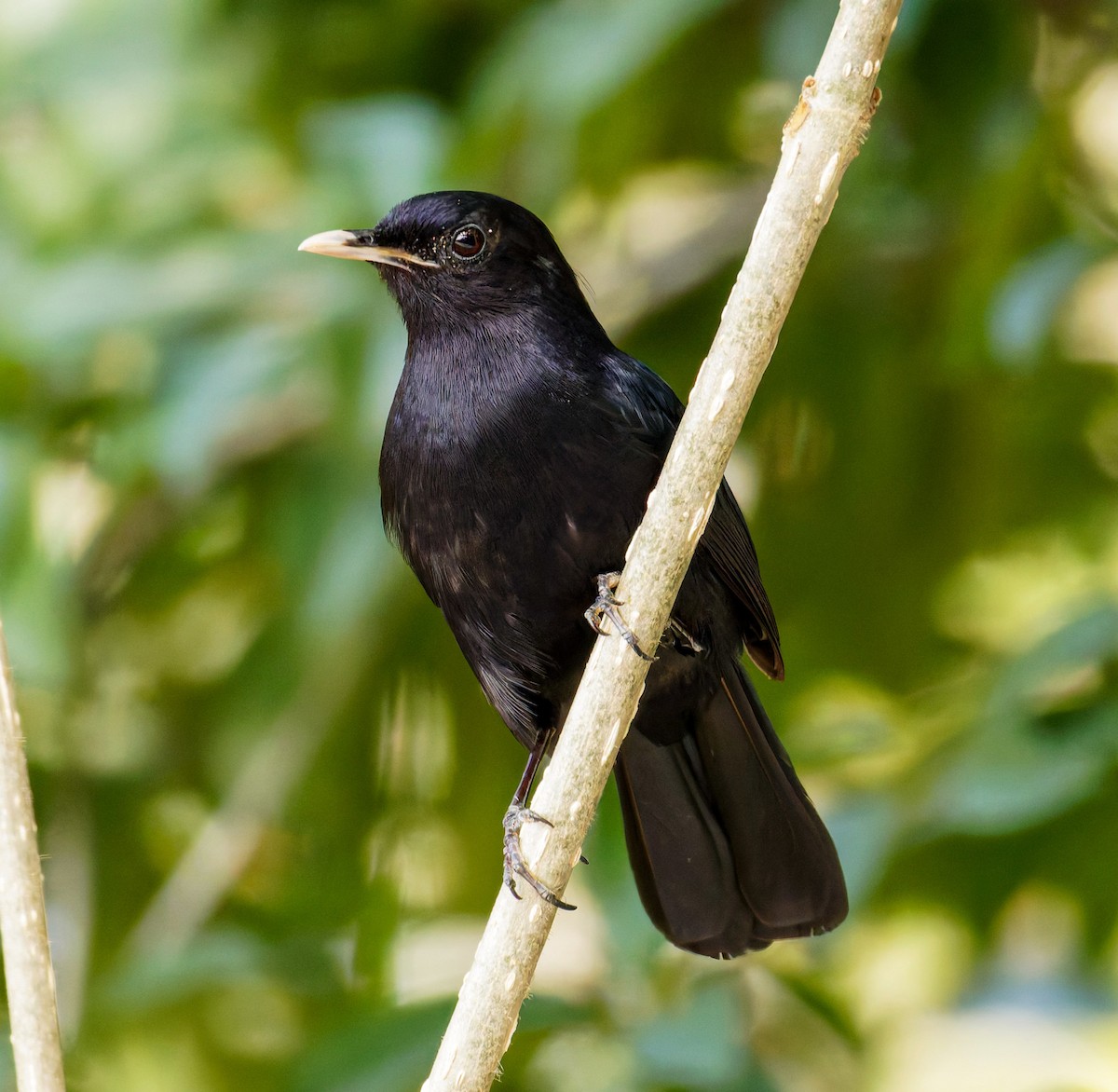 Black Catbird - ML652938778