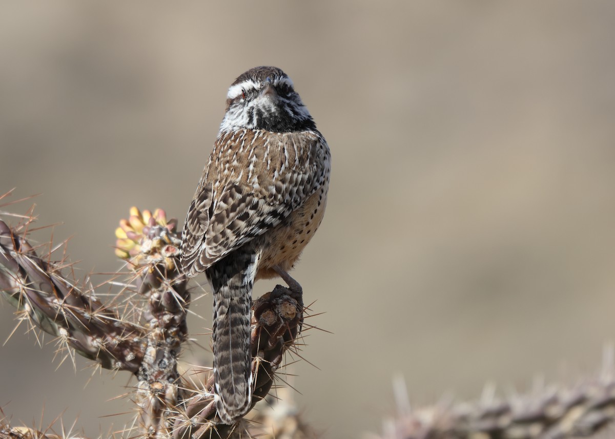Cactus Wren - ML652938826